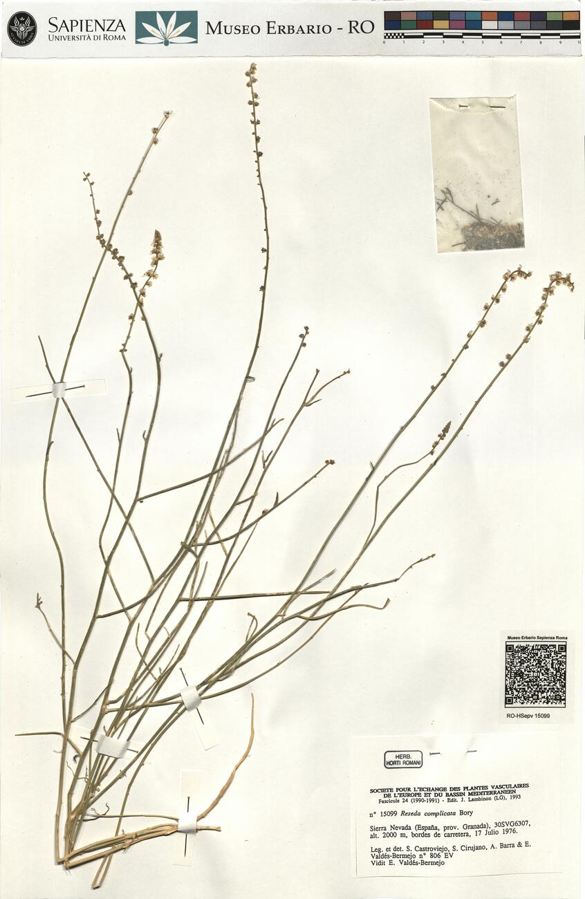 Reseda complicata Bory -  RO-HSepv 15099 photo