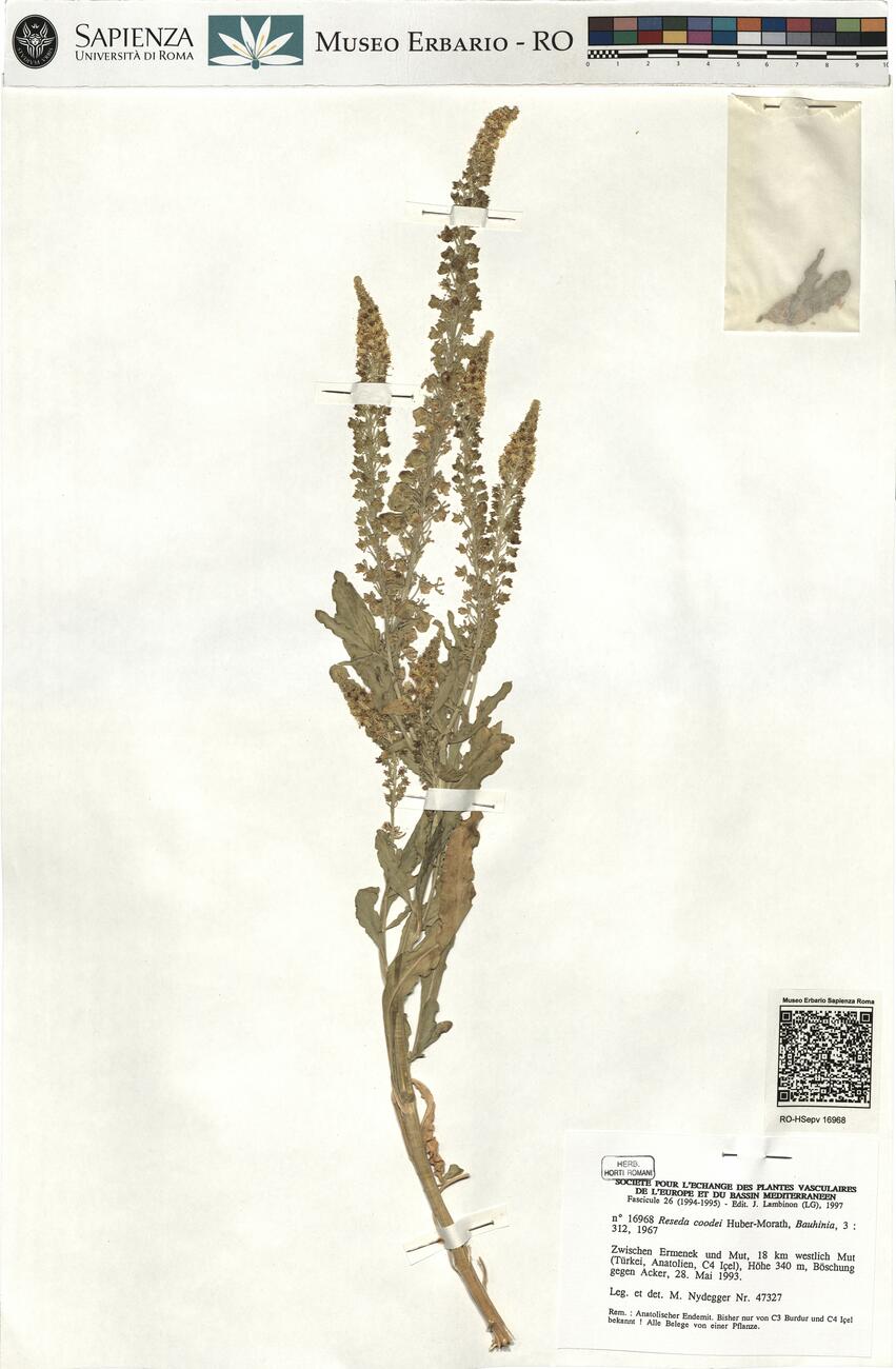 Reseda coodei Huber-Morath -  RO-HSepv 16968 photo