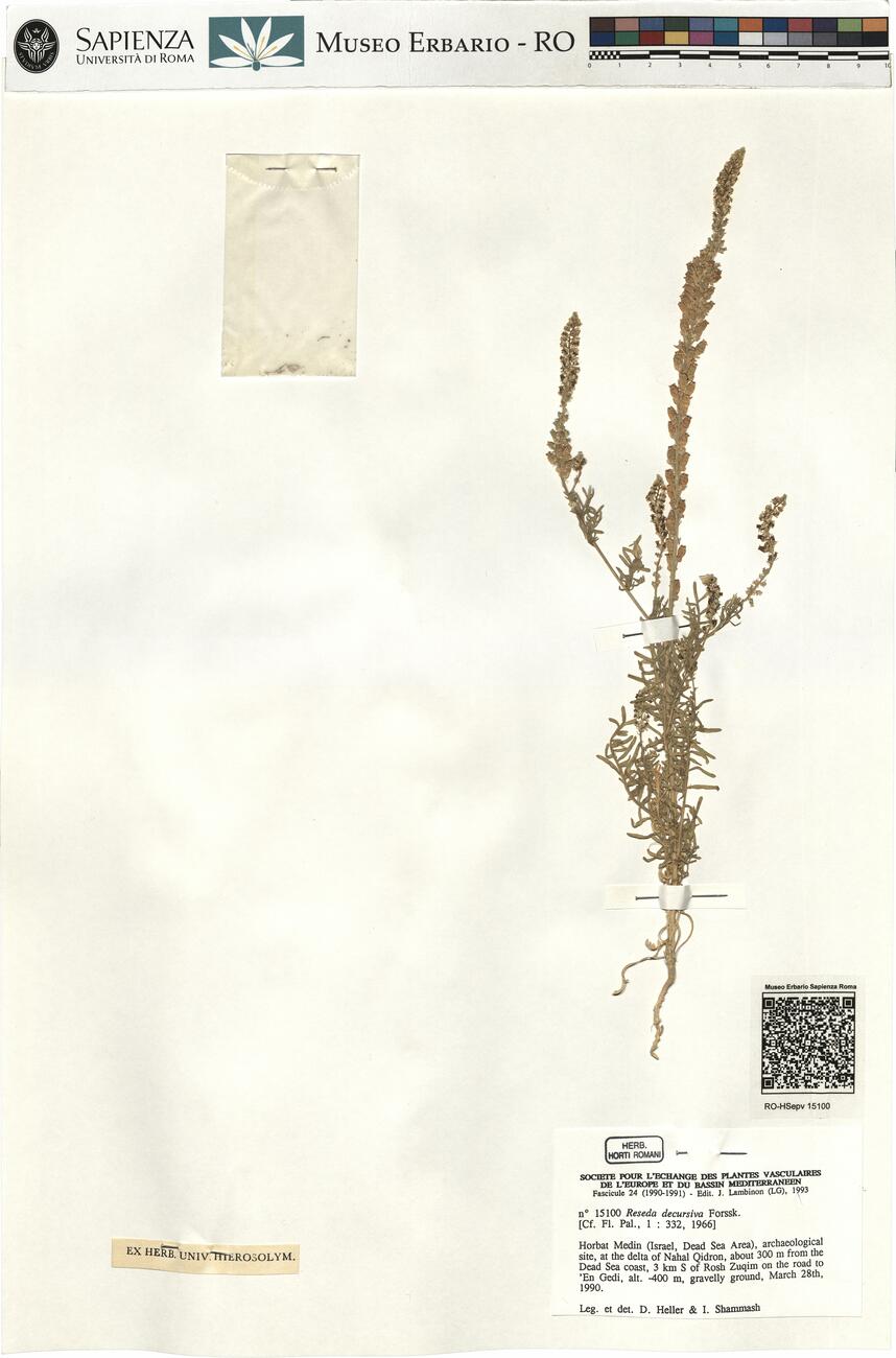 Reseda decursiva Forssk. -  RO-HSepv 15100 photo