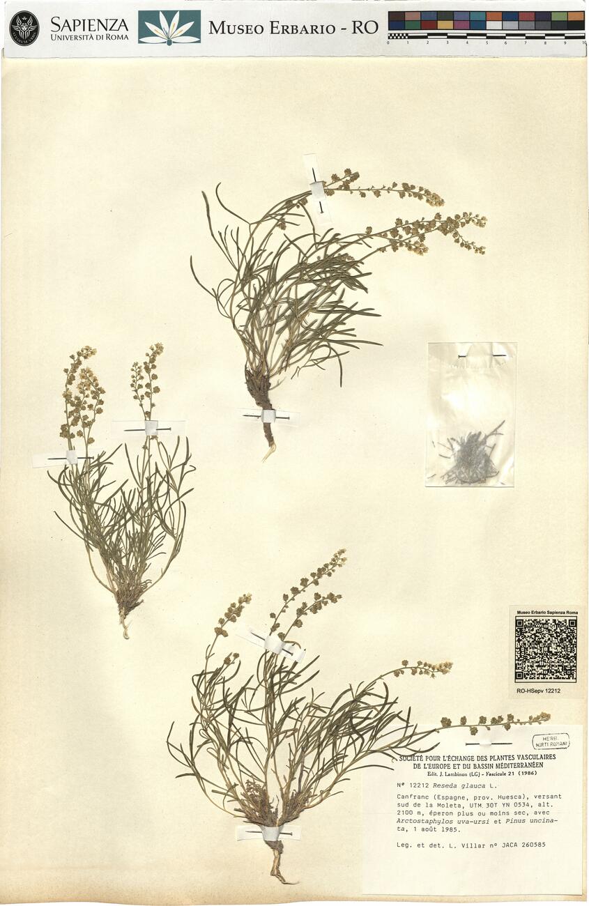 Reseda glauca L.  -  RO-HSepv 12212 photo