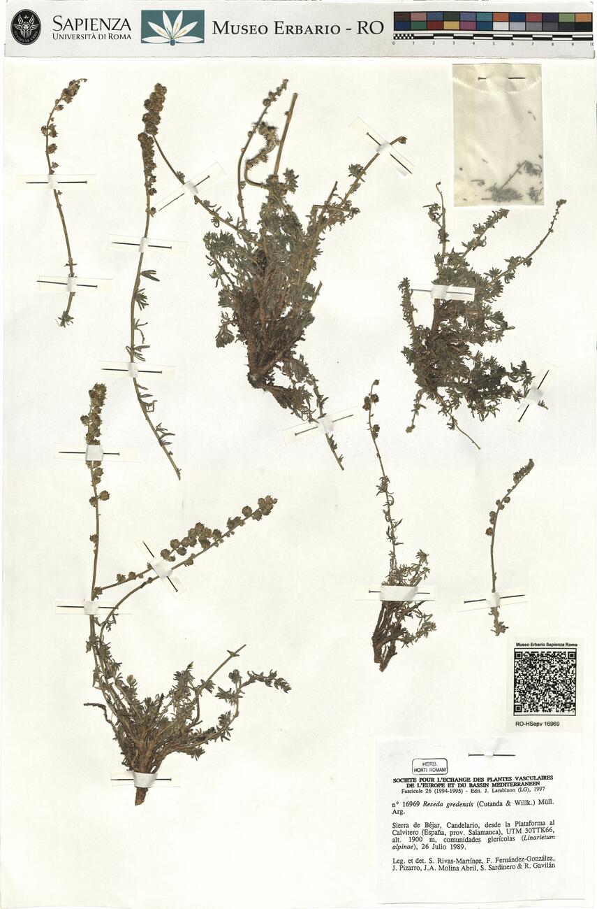 Reseda gredensis (Cutanda & Willk.) Müll. Arg. -  RO-HSepv 16969 photo