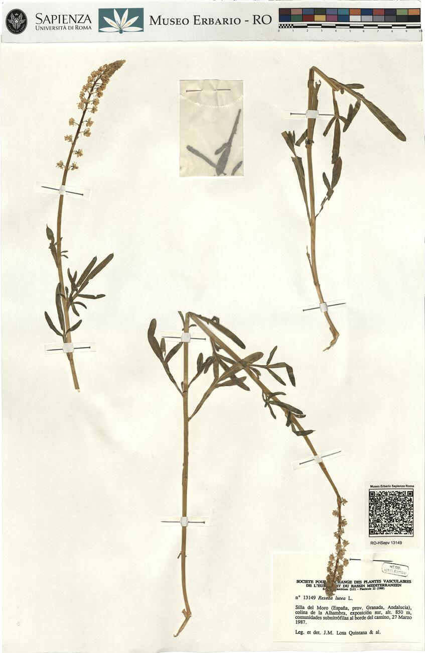 Reseda lutea L. -  RO-HSepv 13149 photo