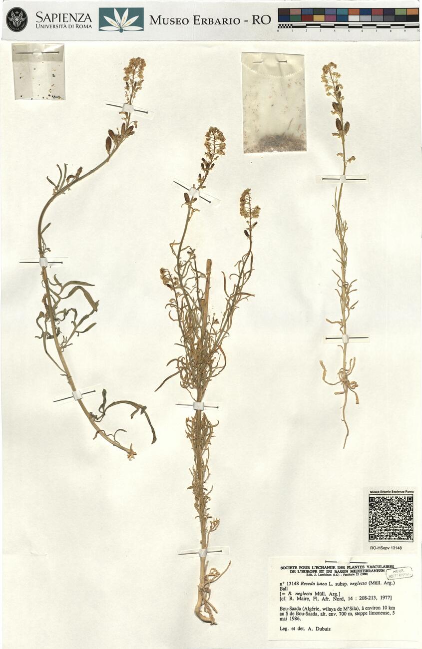 Reseda lutea L. subsp. neglecta (Müll. Arg.) Ball -  RO-HSepv 13148 photo