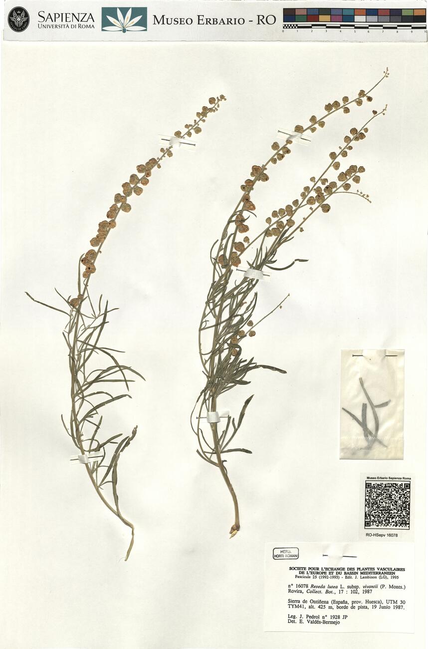 Reseda lutea L. subsp. vivantii (P. Monts.) Rovira  -  RO-HSepv 16078 photo