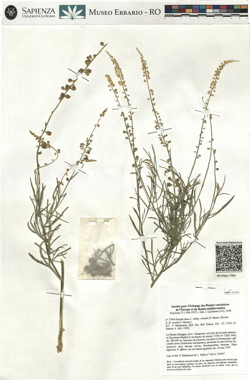 Reseda lutea L. subsp. vivantii (P. Monts.) Rovira  -  RO-HSepv 17949 photo