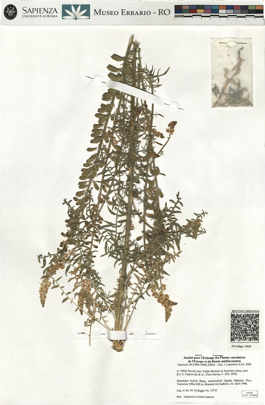 Reseda paui Valdés-Bermejo & Kaercher subsp. paui -  RO-HSepv 19026 photo