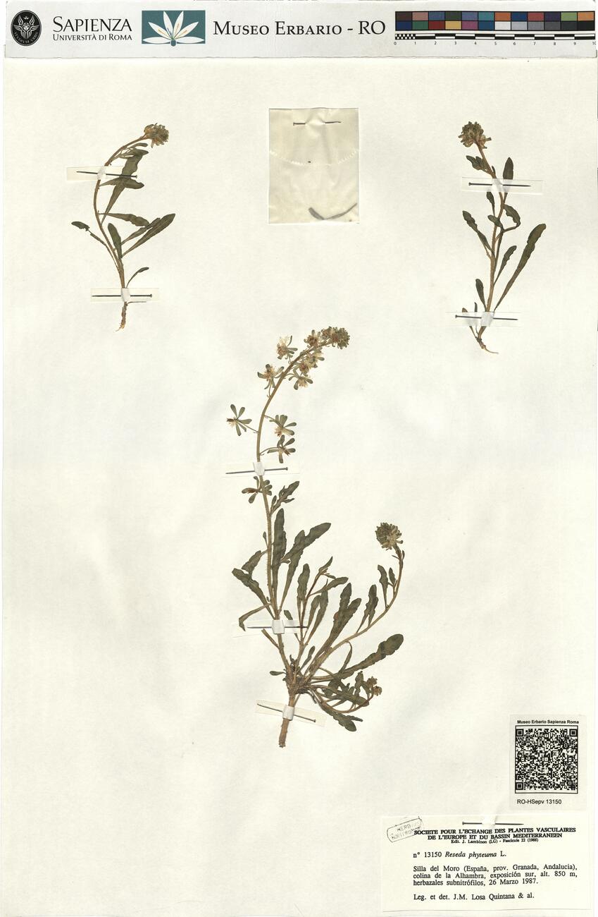 Reseda phyteuma L. -  RO-HSepv 13150 photo