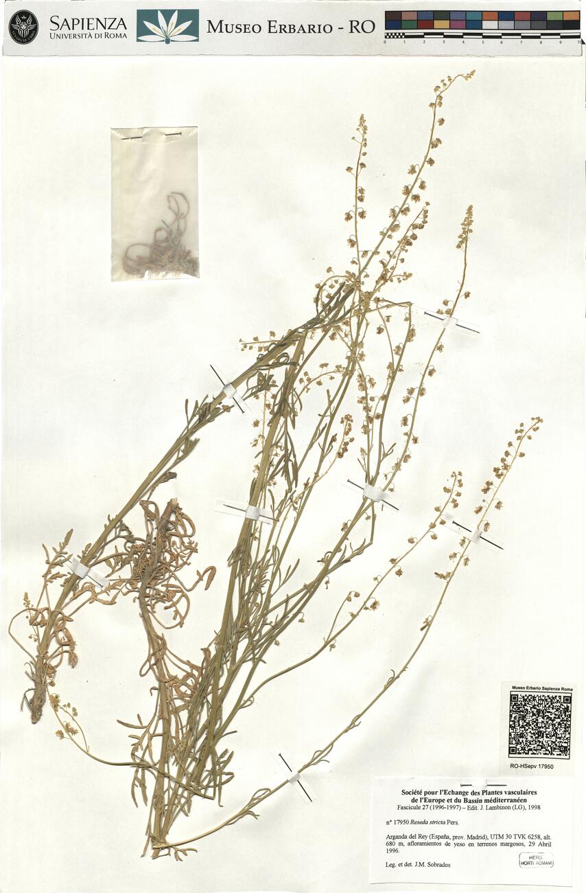 Reseda stricta Pers.  -  RO-HSepv 17950 photo