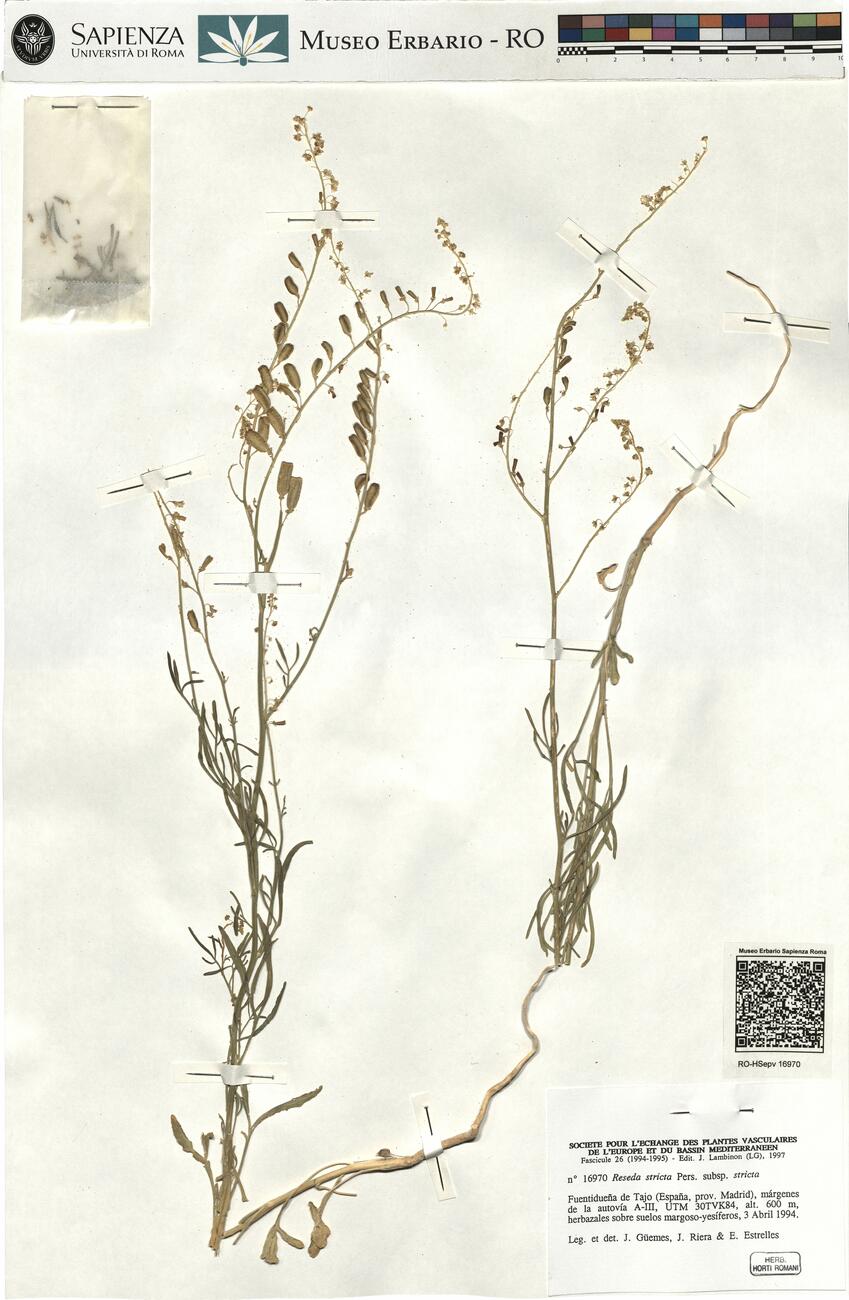 Reseda stricta Pers. subsp. stricta -  RO-HSepv 16970 photo