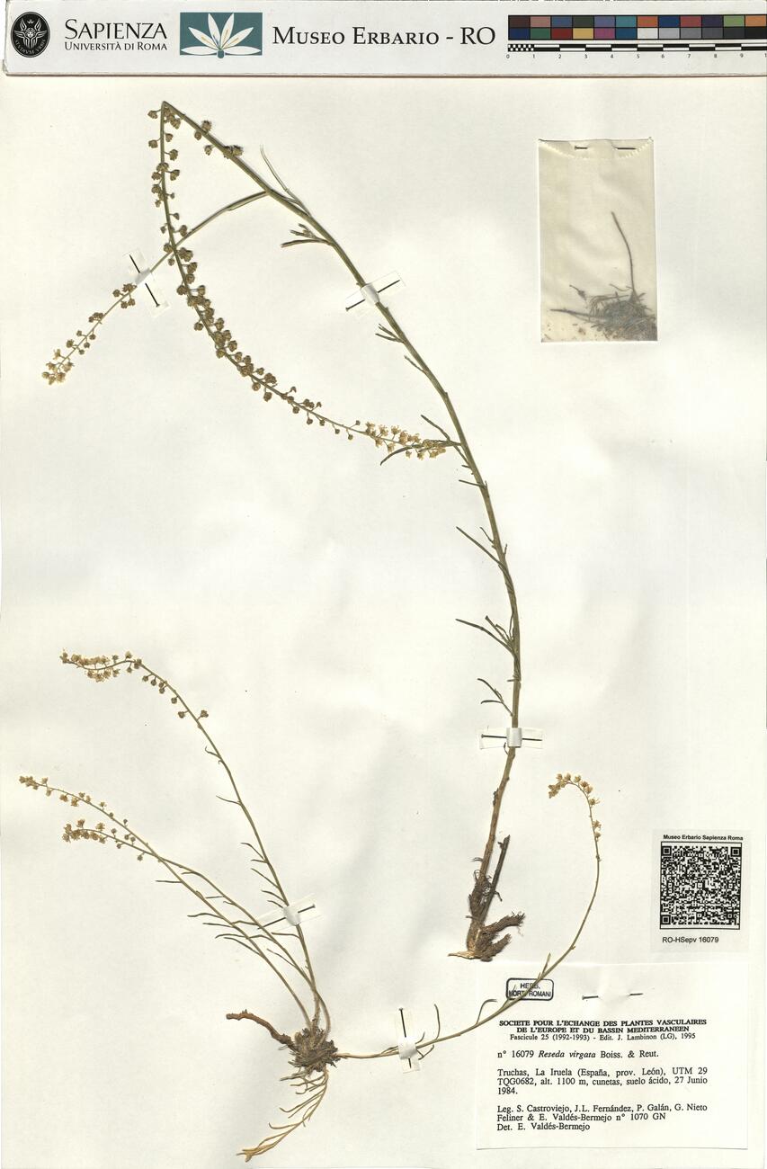 Reseda virgata Boiss. & Reut. -  RO-HSepv 16079 photo