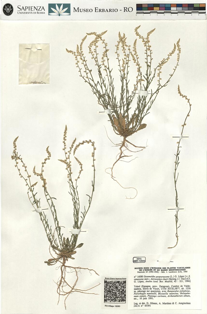 Sesamoides purpurascens (L.) G. López -  RO-HSepv 16080 photo
