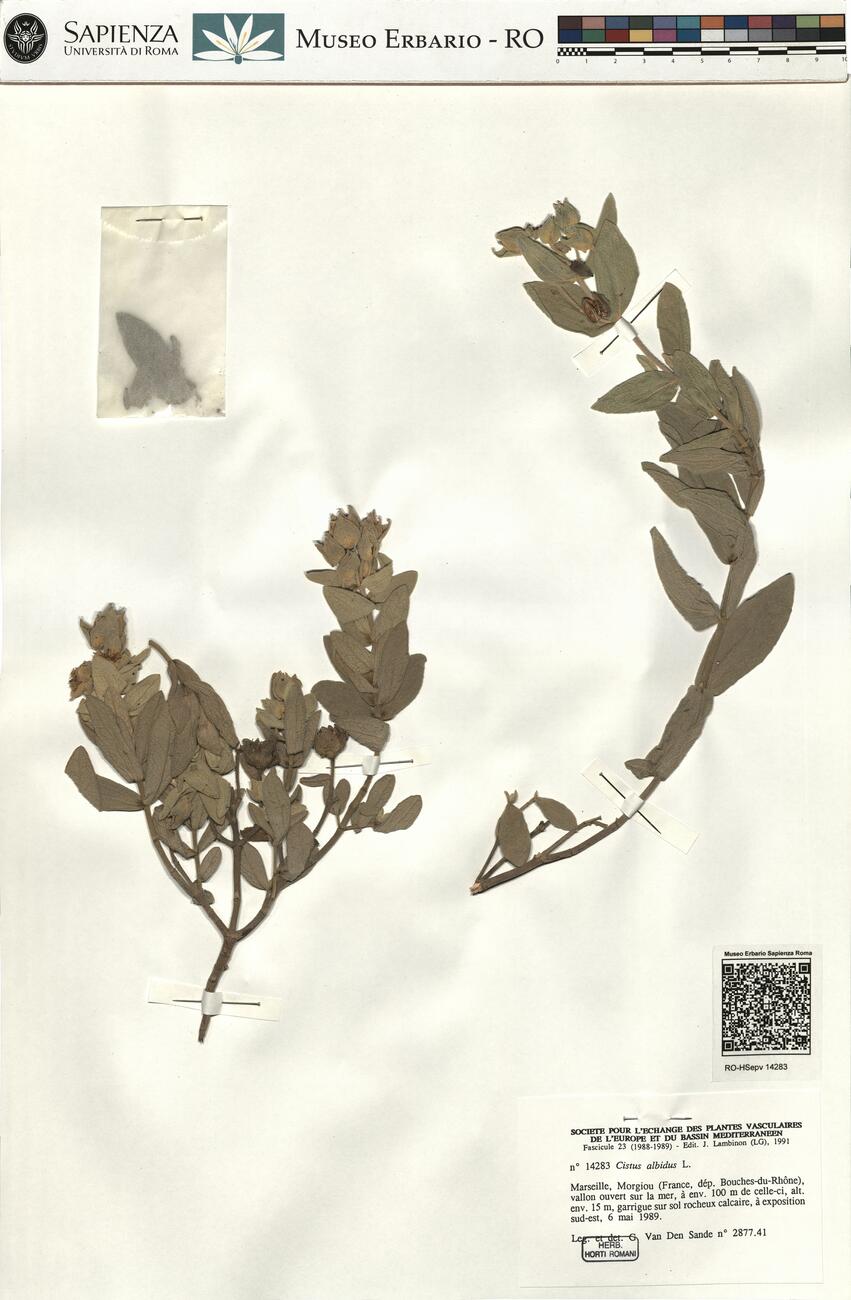 Cistus albidus L. -  RO-HSepv 14283 photo