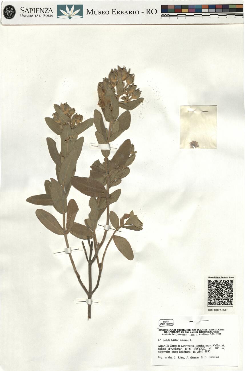 Cistus albidus L. -  RO-HSepv 17208 photo