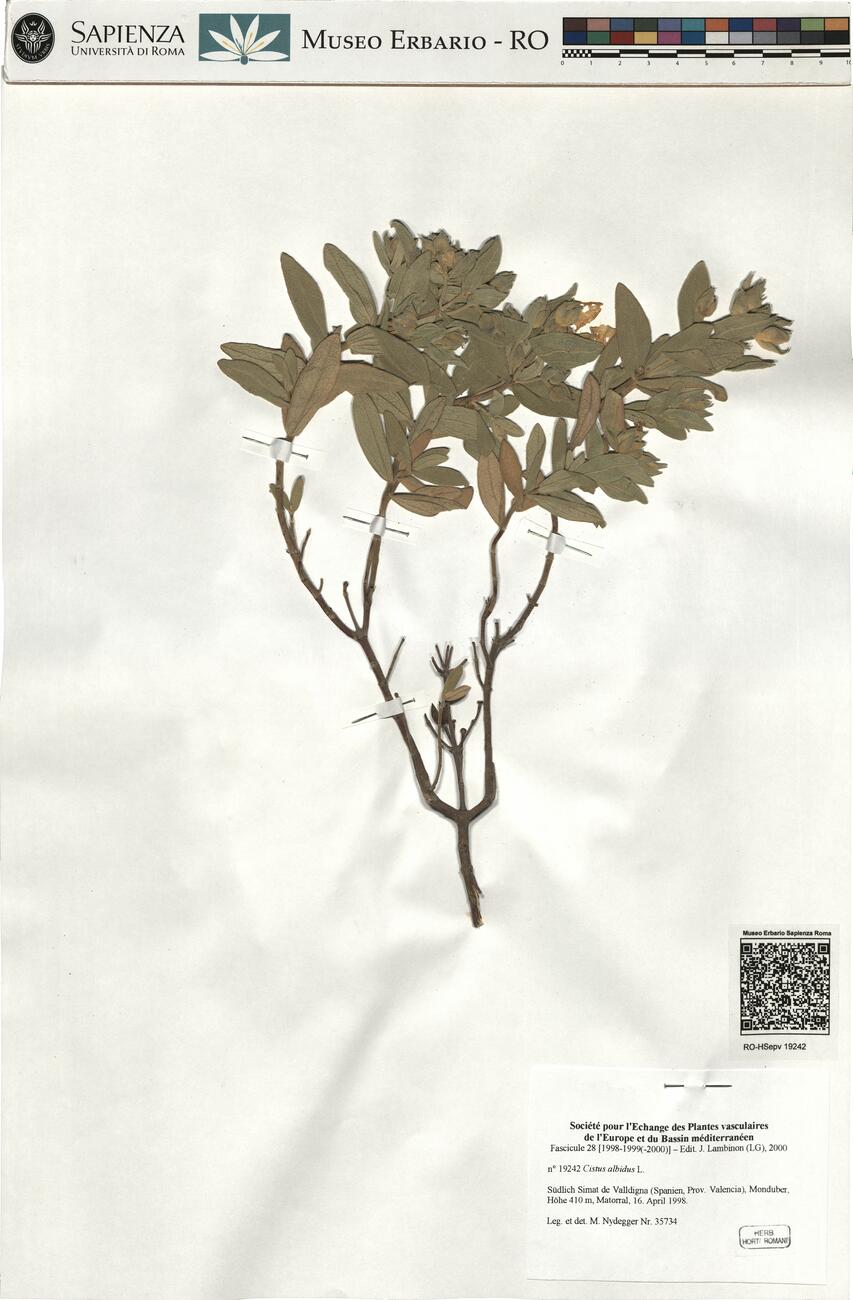 Cistus albidus L. -  RO-HSepv 19242 photo