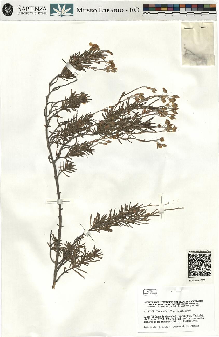 Cistus clusii Dun. subsp. clusii -  RO-HSepv 17209 photo