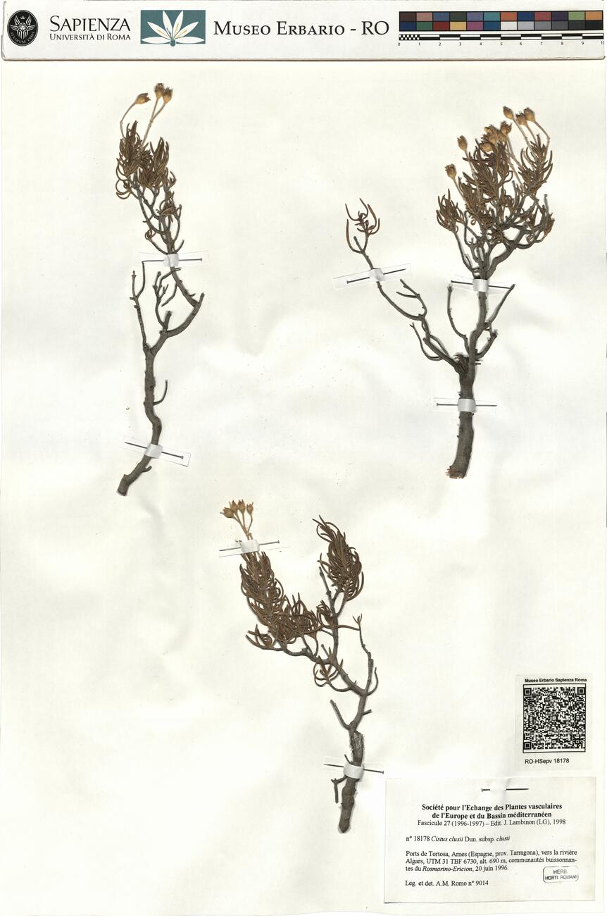 Cistus clusii Dun. subsp. clusii -  RO-HSepv 18178 photo