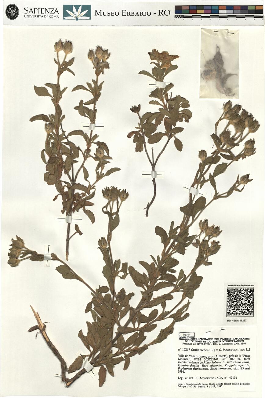 Cistus creticus L. -  RO-HSepv 16267 photo