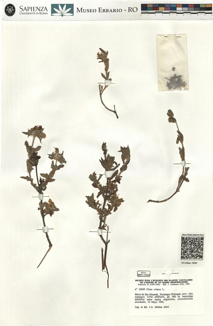 Cistus crispus L. -  RO-HSepv 16268 photo