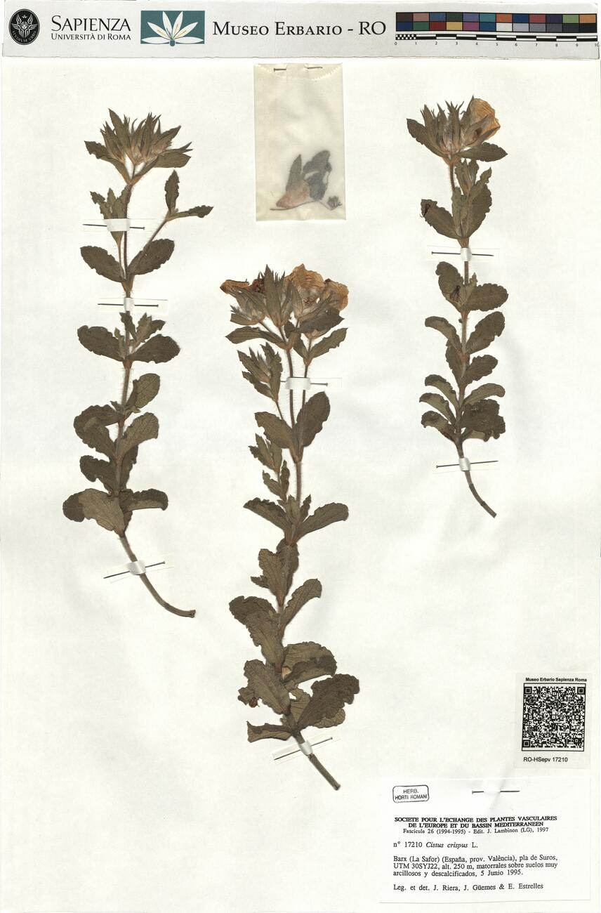 Cistus crispus L. -  RO-HSepv 17210 photo