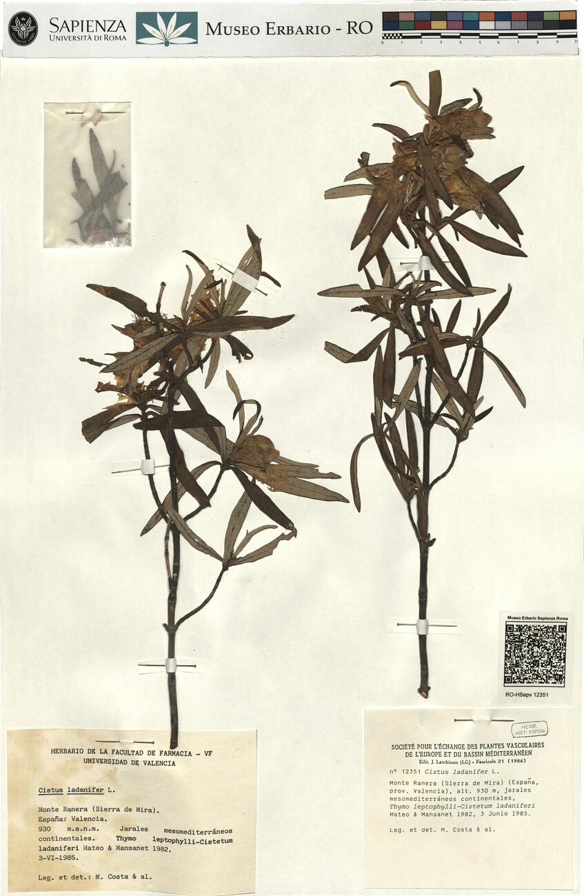 Cistus ladanifer L.  -  RO-HSepv 12351 photo