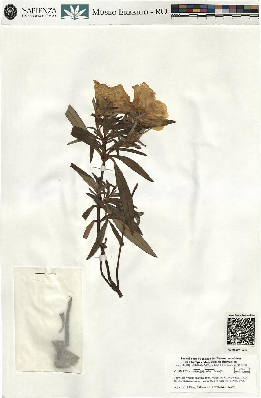 Cistus ladanifer L. subsp. ladanifer -  RO-HSepv 19243 photo