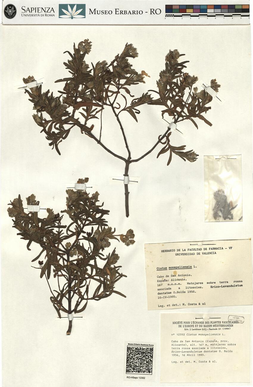 Cistus monspeliensis L. -  RO-HSepv 12352 photo