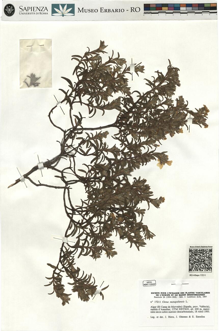 Cistus monspeliensis L. -  RO-HSepv 17211 photo