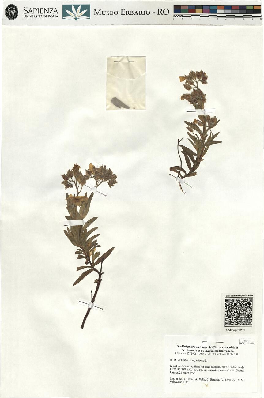 Cistus monspeliensis L. -  RO-HSepv 18179 photo
