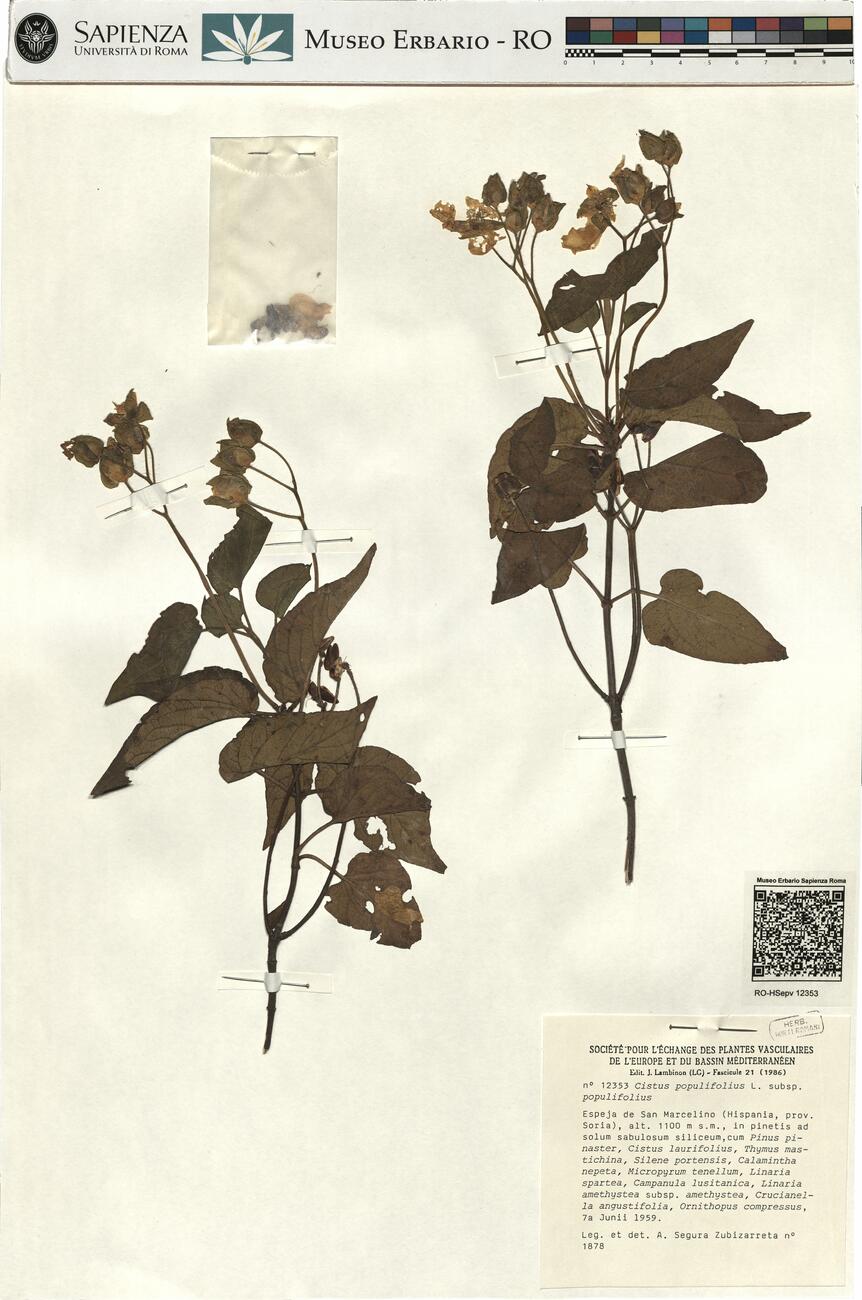 Cistus populifolius L. subsp. populifolius -  RO-HSepv 12353 photo