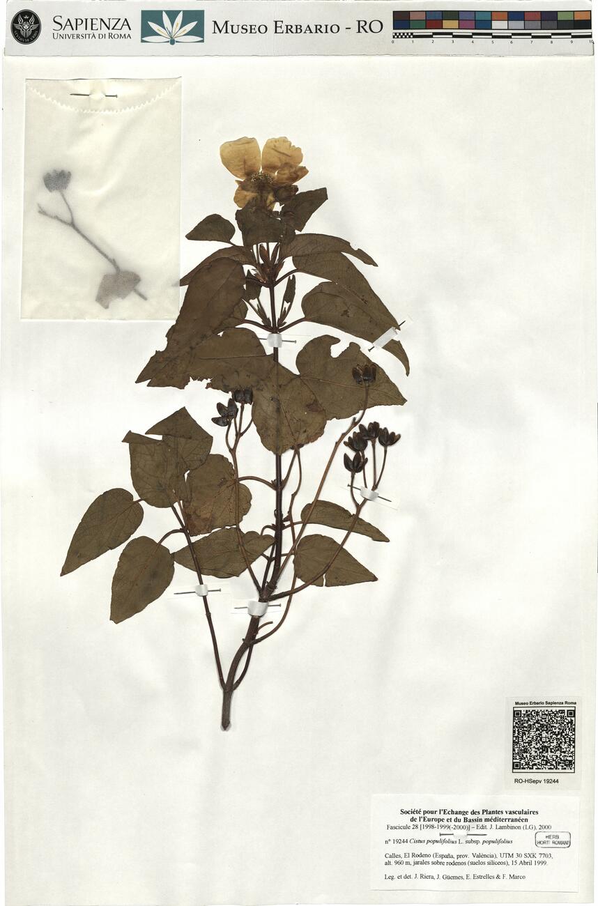 Cistus populifolius L. subsp. populifolius -  RO-HSepv 19244 photo