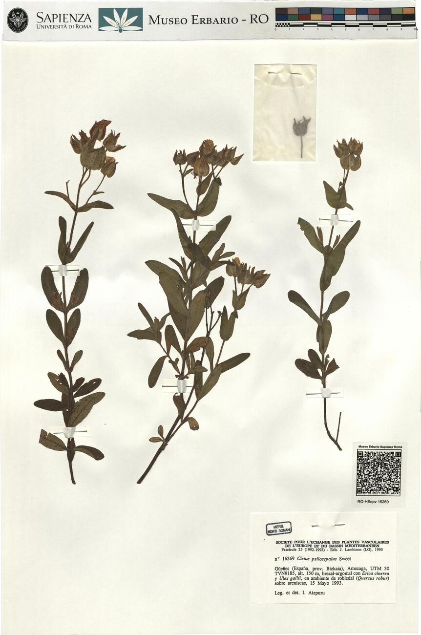 Cistus psilosepalus Sweet -  RO-HSepv 16269 photo