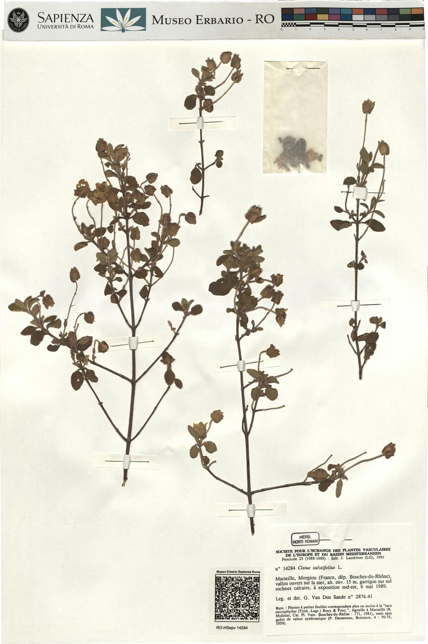 Cistus salviifolius L.  -  RO-HSepv 14284 photo
