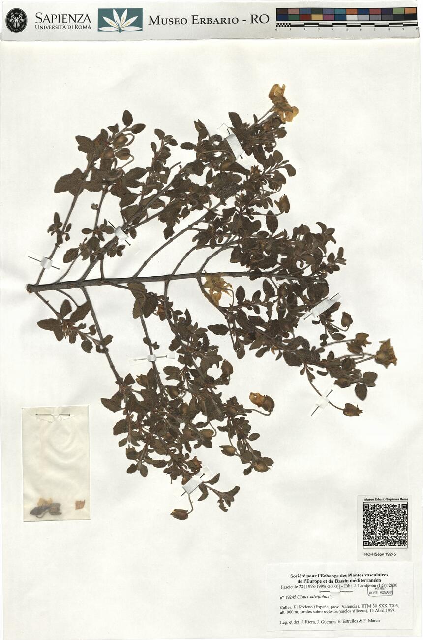 Cistus salviifolius L.  -  RO-HSepv 19245 photo