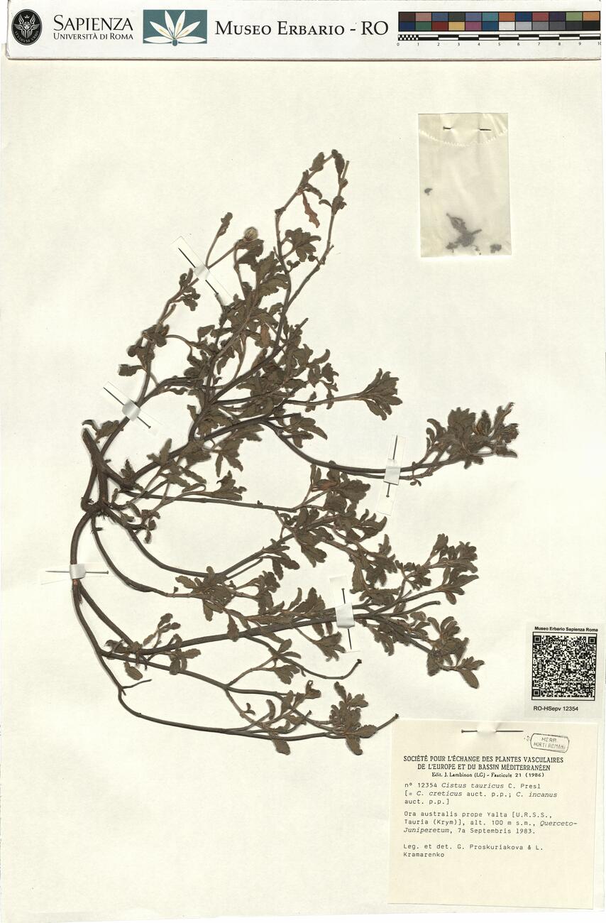 Cistus tauricus C. Presl -  RO-HSepv 12354 photo