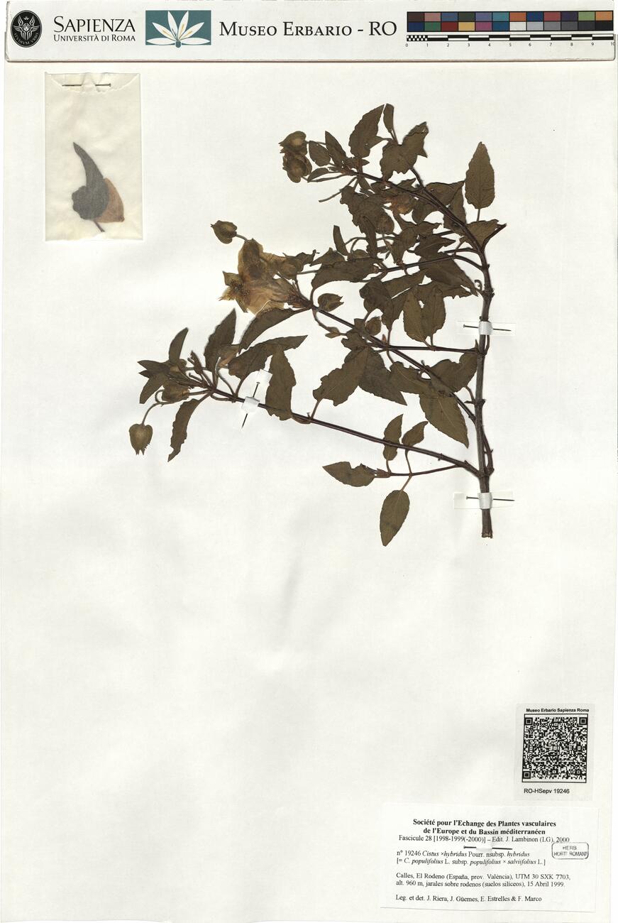 Cistus x hybridus Pourr. nsubsp. hybridus -  RO-HSepv 19246 photo