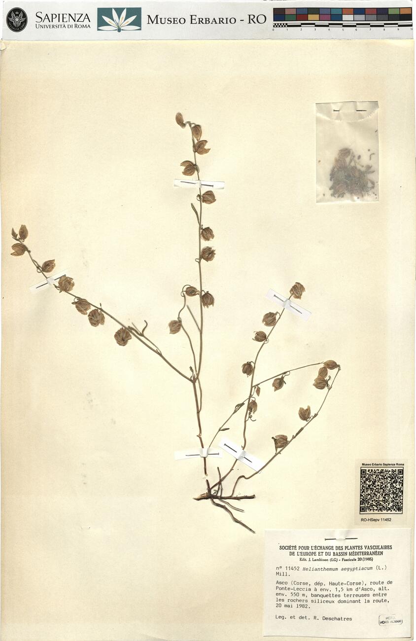 Helianthemum aegyptiacum (L.) Mill. -  RO-HSepv 11452 photo