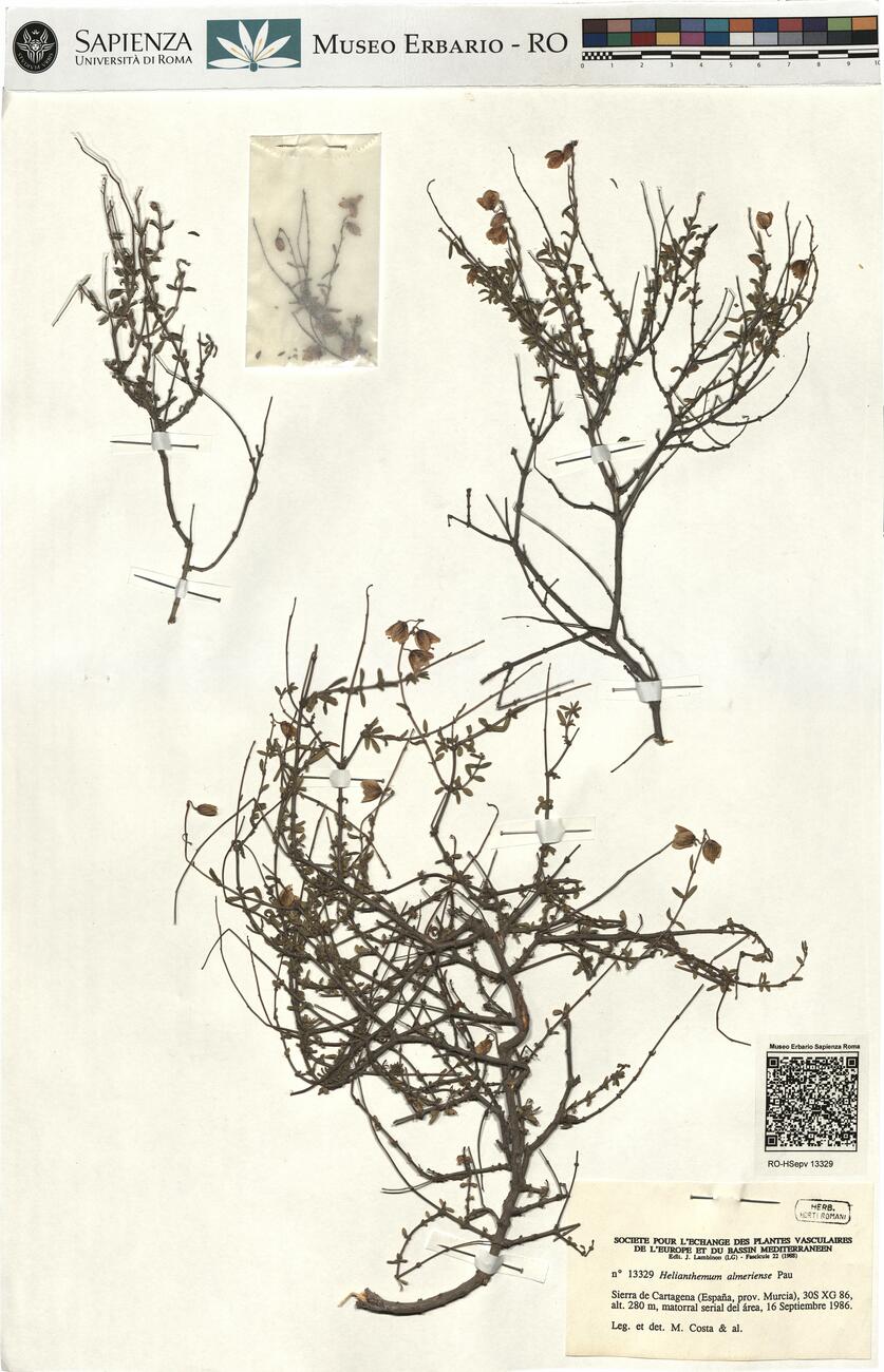 Helianthemum almeriense Pau -  RO-HSepv 13329 photo