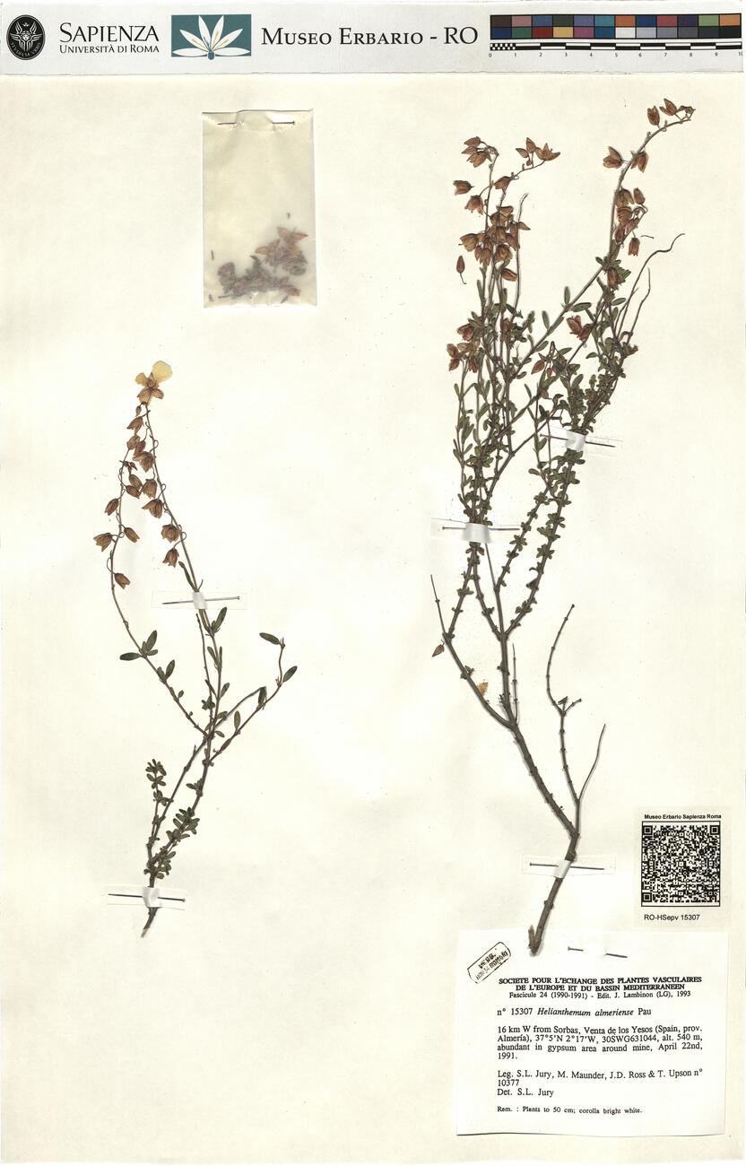 Helianthemum almeriense Pau -  RO-HSepv 15307 photo