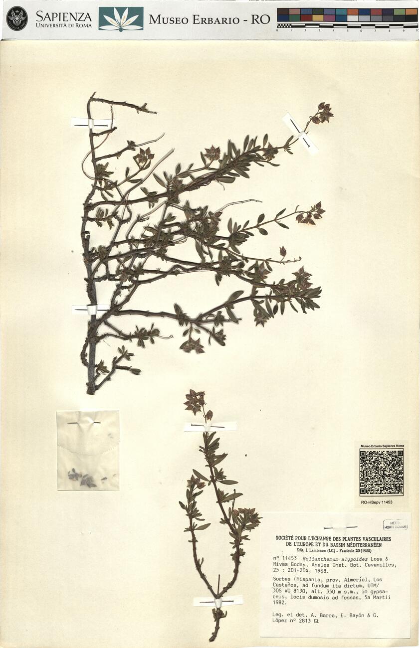 Helianthemum alypoides Losa & Rivas Goday -  RO-HSepv 11453 photo