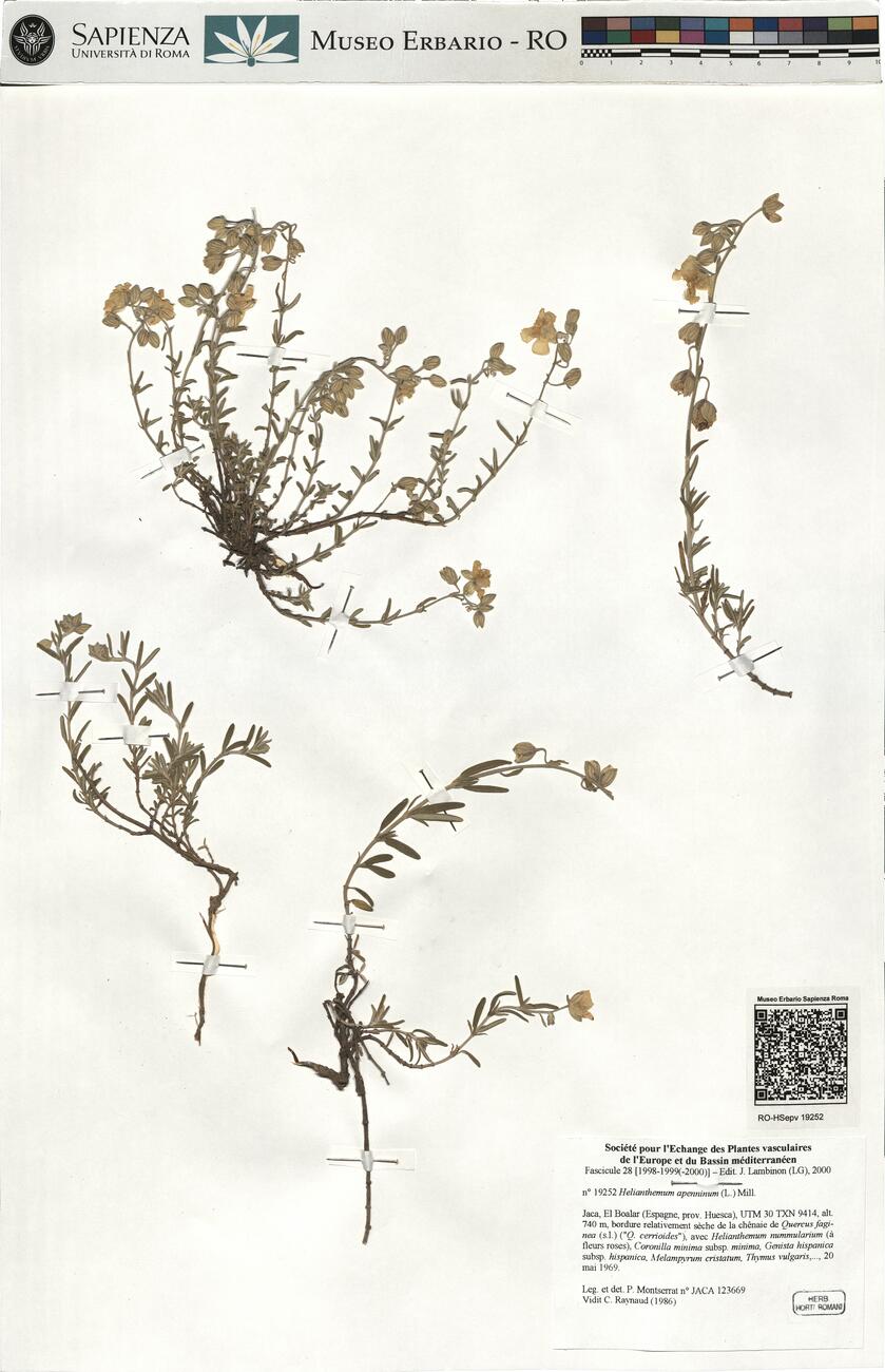 Helianthemum apenninum (L.) Mill. -  RO-HSepv 19252 photo