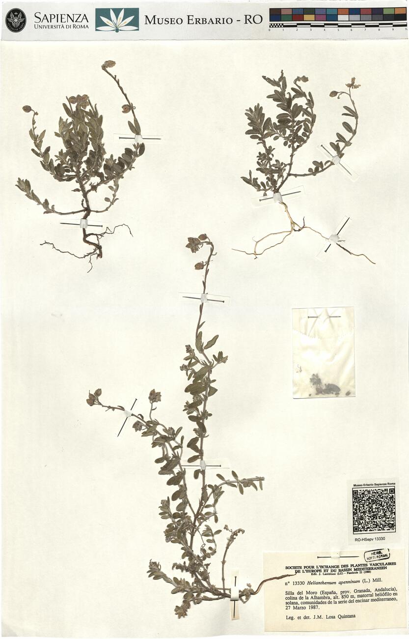 Helianthemum apenninum (L.) Mill.  -  RO-HSepv 13330 photo