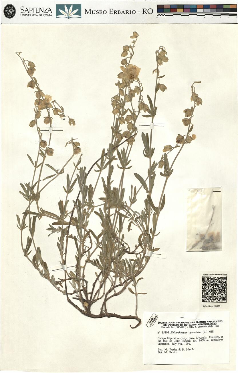 Helianthemum apenninum (L.) Mill.  -  RO-HSepv 15308 photo