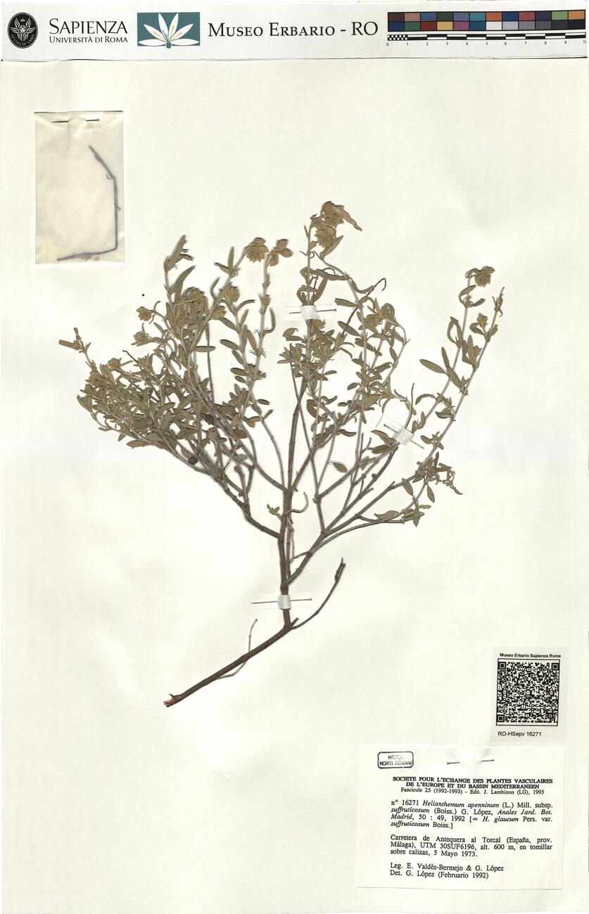 Helianthemum apenninum (L.) Mill. subsp. suffruticosum (Boiss.) G. López ^ -  RO-HSepv 16271 photo