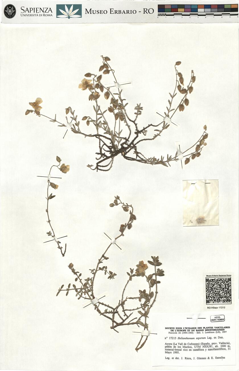 Helianthemum asperum Lag. ex Dun. -  RO-HSepv 17213 photo