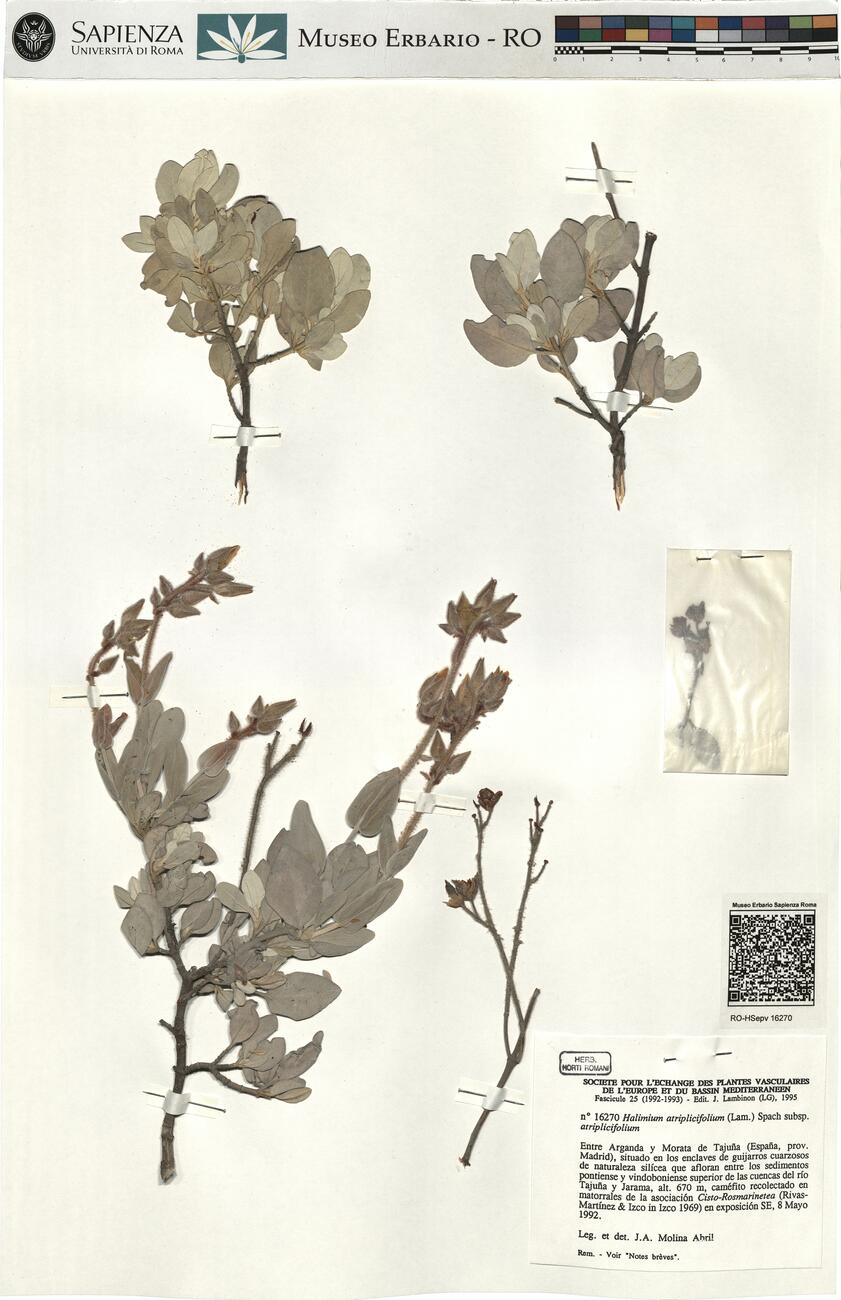 Halimium atriplicifolium (Lam.) Spach subsp. atriplicifolium -  RO-HSepv 16270 photo