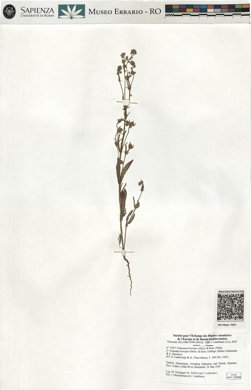 Tuberaria brevipes (Boiss. & Reut.) Willk. -  RO-HSepv 19257 photo
