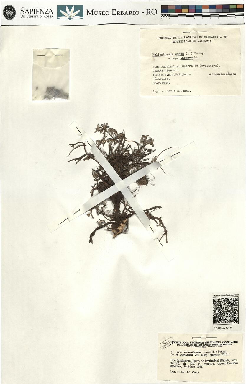 Helianthemum canum (L.) Baumg.  -  RO-HSepv 13331 photo