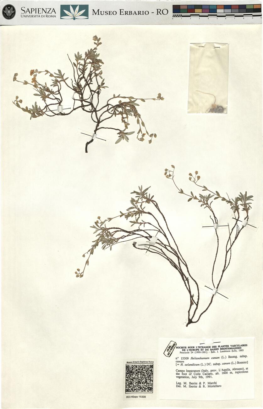 Helianthemum canum (L.) Baumg. subsp. canum -  RO-HSepv 15309 photo