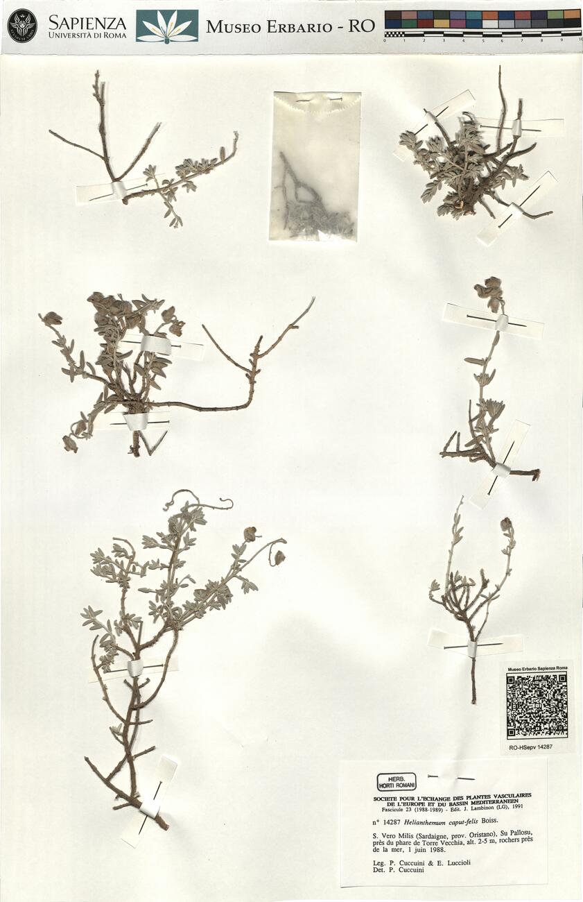 Helianthemum caput-felis Boiss. -  RO-HSepv 14287 photo