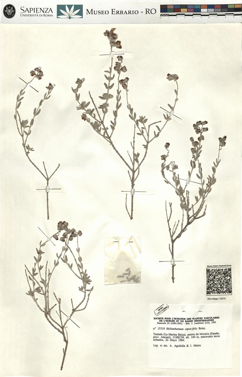 Helianthemum caput-felis Boiss. -  RO-HSepv 15310 photo